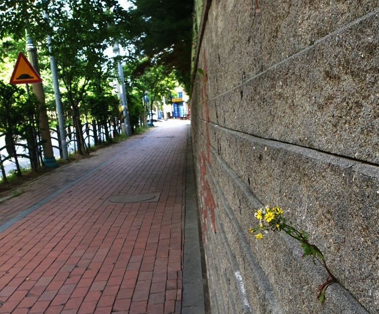 사진은 산책길에서 돌담길을 돌아나가다 돌담에 핀 한송이의 꽃을 만나 담은 것이다.(사진@천헌옥)