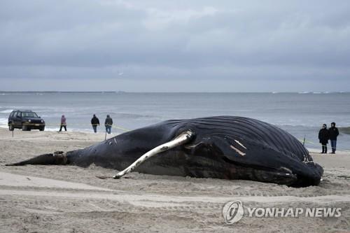 미국 뉴욕주 해안에 있는 폐사한 혹등고래[AP=연합뉴스 자료사진]