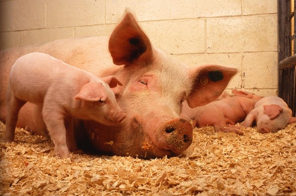 어미 돼지와 새끼 돼지들. (Pixabay 무료이미지)